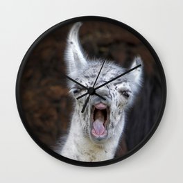Young Lama with a big mouth | Junges Lama mit grosser Klappe Wall Clock