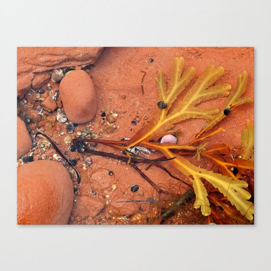 Life on the Tidal Shelf in PEI Canvas Print