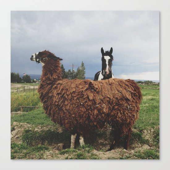 Montrose Posers Canvas Print
