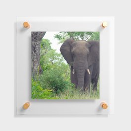 South Africa Photography - Elephant Walking Through The Forest Floating Acrylic Print