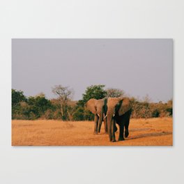 elephants during sunset Canvas Print