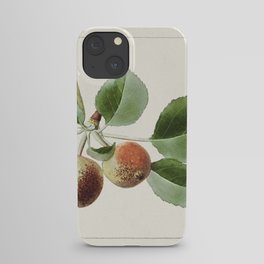 Apples (Malus Domestica) (1911) by James Marion Shull. iPhone Case