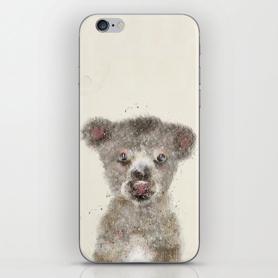 little koala iPhone & iPod Skin