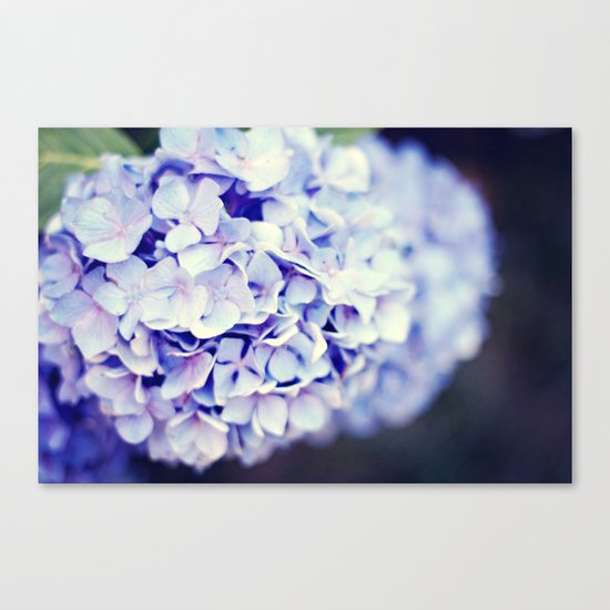 Purple Hydrangeas Canvas Print