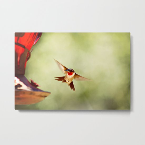 The Hummingbird Metal Print