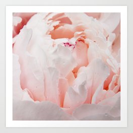 Pink Peony | Flower Photography | Floral Art Print | Nature | Botany | Plant Art Print