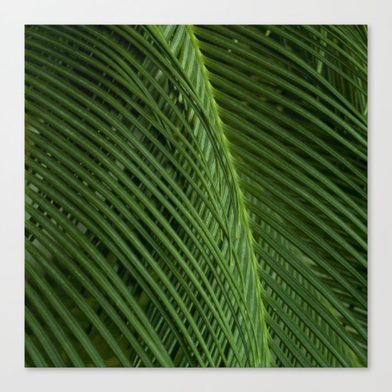 Palm leaves 2 Canvas Print
