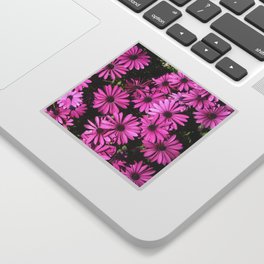 Magenta Pink Osteospermum Flowers In The Garden Photograph Sticker