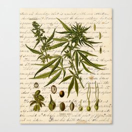 Marijuana Cannabis Botanical on Antique Journal Page Canvas Print