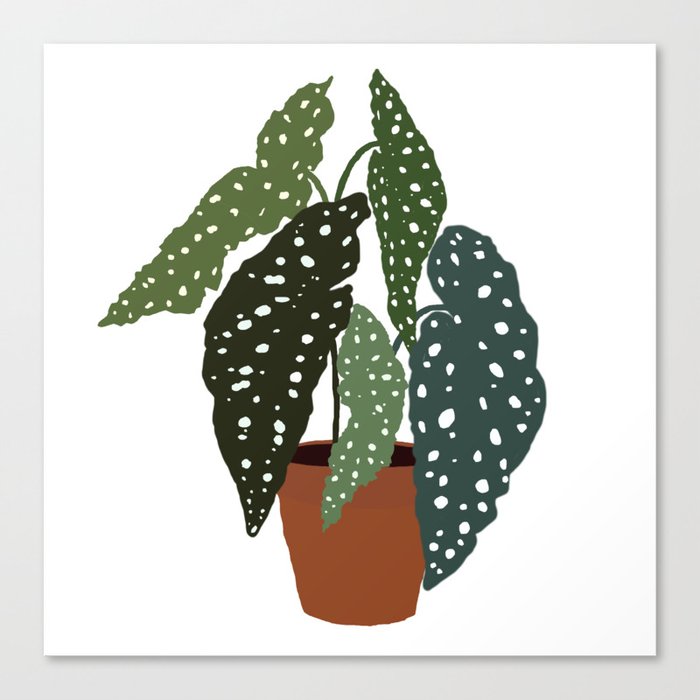 Cutest Polcadot Plant Begonia Maculata Canvas Print