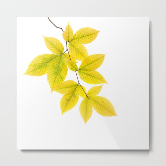 Yellow Leaves Metal Print