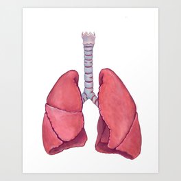 Human Anatomy Lungs Art Print