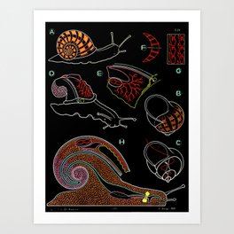 Paul Sougy: The Snail, 1955 (proceeds benefit The Nature Conservancy) Art Print