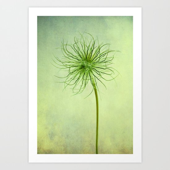 pulsatilla seed head Art Print