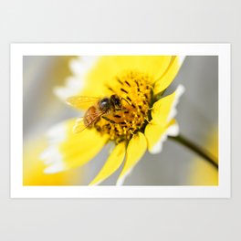 Bee on a Yellow Tidy Tips Flower Art Print
