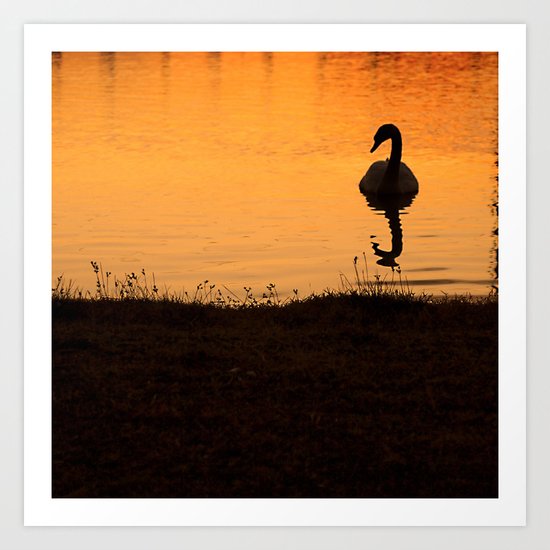 Swan Art Print