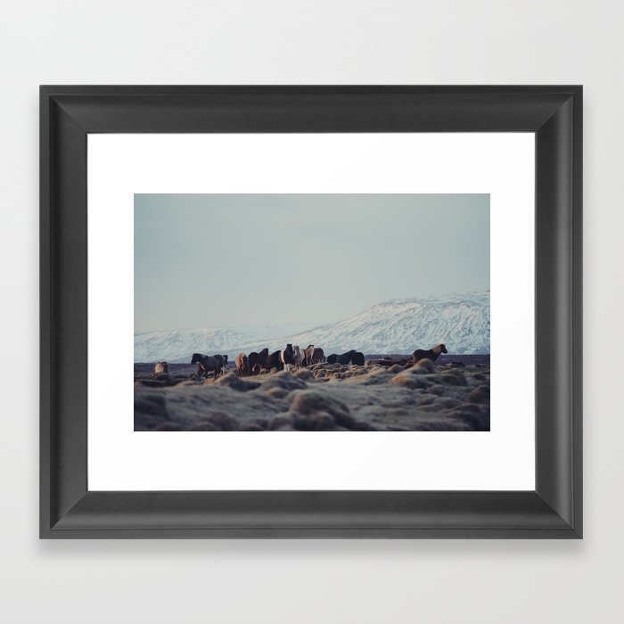 Icelandic Horses II Framed Art Print