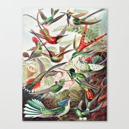 Trochilidae–Kolibris by Ernst Haeckel Canvas Print