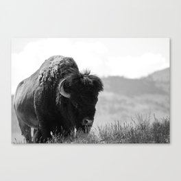 Black and White Bison Canvas Print