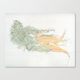 Two Week Old Carrots Canvas Print