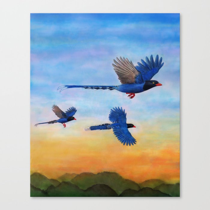 Taiwan Blue Magpies (2) Canvas Print