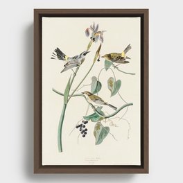 Yellow-crown Warbler from Birds of America (1827) by John James Audubon Framed Canvas