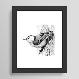 White-breasted Nuthatch Stipple Drawing Framed Art Print