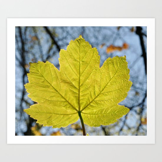 SYCAMORE LEAF Art Print