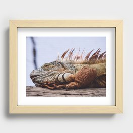 Iguana Recessed Framed Print