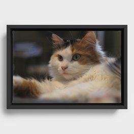 Chat cat Framed Canvas
