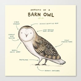 Anatomy of a Barn Owl Canvas Print
