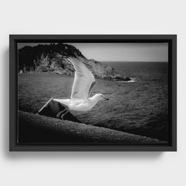 seagull - Gaviota Framed Canvas