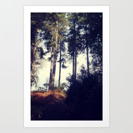 Woodland pine trees. Art Print