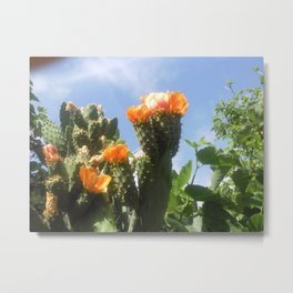 Blossoms in the Spring Metal Print | Spring, Digital, Teneriffa, Sky, Natural, Spirit, Isle, Blossom, Photo, Flower 