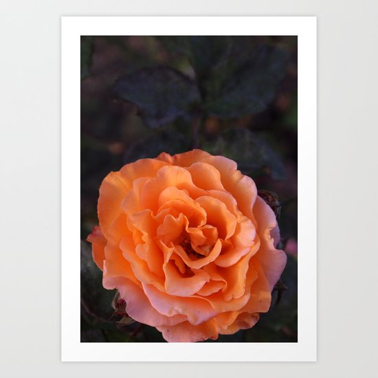 Holland Park Rose Art Print