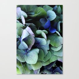 Hydrangea-Blue Hydrangea-Flowers Photography-Blue Flowers-Hortensia-Flowers Canvas Print