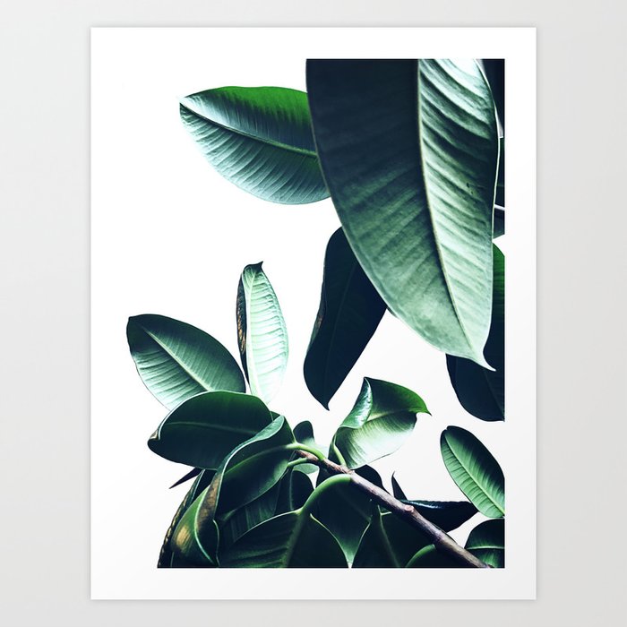 Ficus Elastica #26 #foliage #decor #art #society6 Art Print