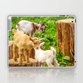 Baby Goats Playing Laptop & iPad Skin