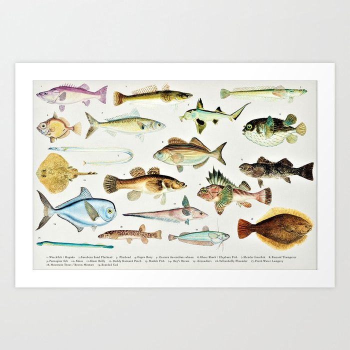 Illustrated Colorful Southern Pacific Ocean Exotic Game Fish