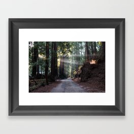 Sunrise in the Redwoods Framed Art Print