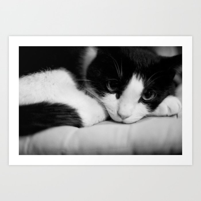 Cat black and white Art Print