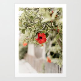 Red flower | Valencia Spain travel photography | Warm and pastel colored photo art print Art Print Art Print