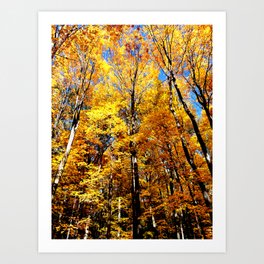 Autumn Maple Sunshine Art Print