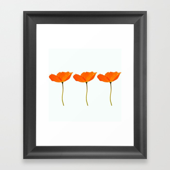 Three Orange Poppy Flowers White Background  Framed Art Print