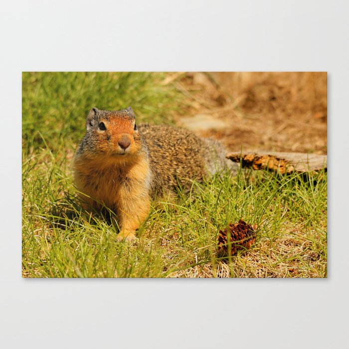 Twitchy Nosed Columbian Ground Squirrel Canvas Print by walkswithnature