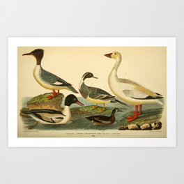 Naturalist Ducks Art Print