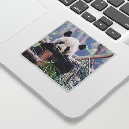 China Photography - Panda Eating Grass On A Wooden Bridge Sticker