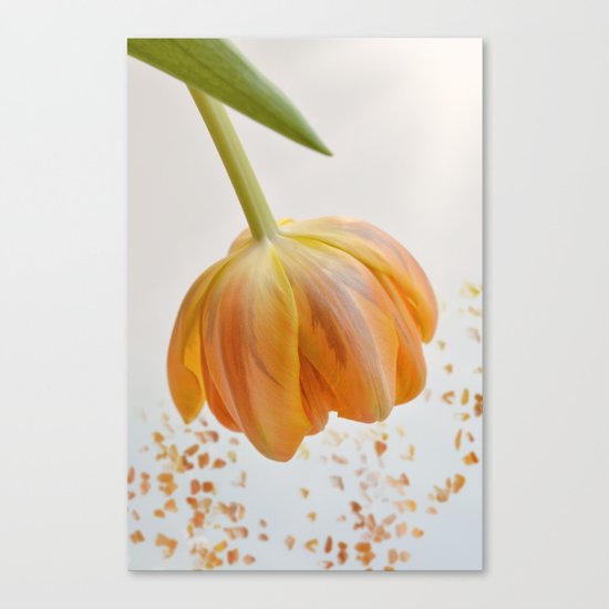 orange tulip Canvas Print