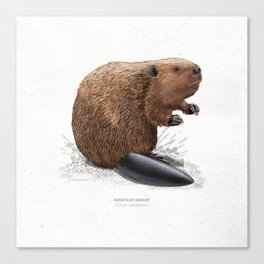 American beaver scientific illustration art print Canvas Print