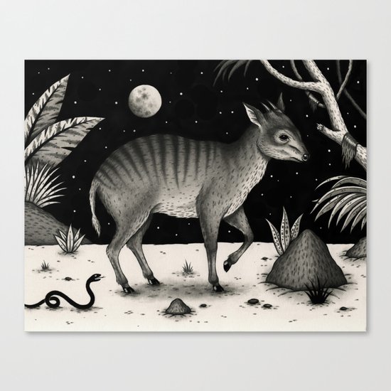Zebra Duiker Canvas Print